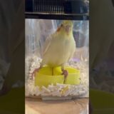 まろチャンネル｜オカメインコ “ まろ ” の日常。｜2024.01.22｜Shot On Apple iPhone 15 Pro Max｜#shorts