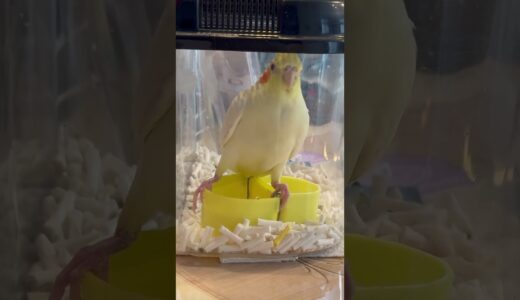 まろチャンネル｜オカメインコ “ まろ ” の日常。｜2024.01.22｜Shot On Apple iPhone 15 Pro Max｜#shorts