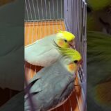 Parrots Are Just Tiny, Dramatic Actors 😍🧡 #youtubeshorts #shorts #parrot #cockatiel