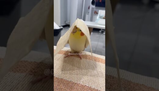Adorable Cockatiel Tweety’s Cute Moments Caught up on Camera 🥰🦜#cockatielscraze #cutealert #cutepets