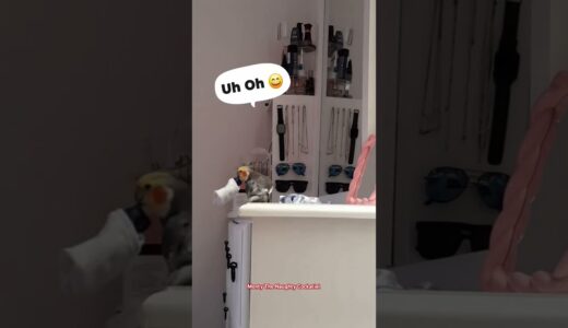 Cleaning Mum’s dressing table Part 2 by Monty The Naughty Cockatiel 😂🥰🧡 he throws