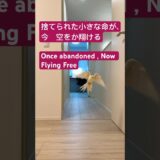 この子は保護されたオカメインコで、今では自由に飛ぶ練習をしています｜This cockatiel was once abandoned, but now he’s learning fly again