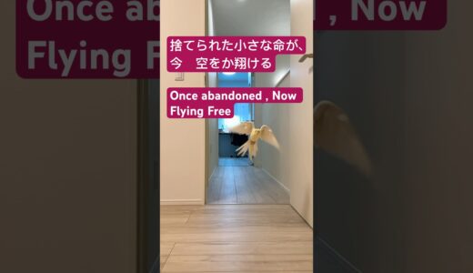 この子は保護されたオカメインコで、今では自由に飛ぶ練習をしています｜This cockatiel was once abandoned, but now he’s learning fly again