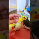 Cute Moments 🥰🦜😍 #cockatielscraze #cockatiel #cutepets