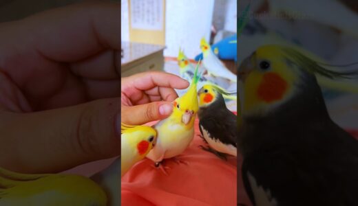Cute Moments 🥰🦜😍 #cockatielscraze #cockatiel #cutepets