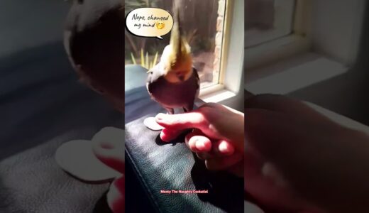Monty The Naughty Cockatiel’s love-hate relationship with his skateboard 😂🧡