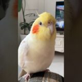Cuteness Alert 😍🚨🦜 #cockatielscraze #cockatiel #cutepets