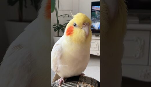 Cuteness Alert 😍🚨🦜 #cockatielscraze #cockatiel #cutepets