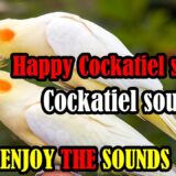 COCKATIEL SINGING a lot COCKATIEL SINGING training Cockatiel bird singing Female Cockatiel Sounds