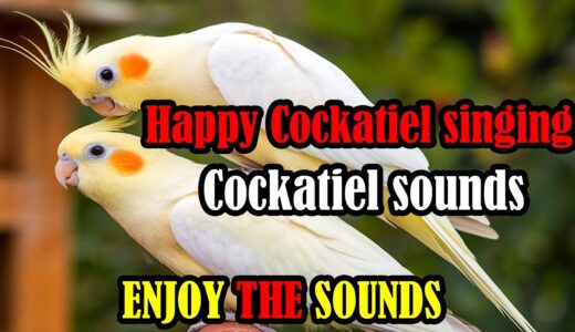 COCKATIEL SINGING a lot COCKATIEL SINGING training Cockatiel bird singing Female Cockatiel Sounds
