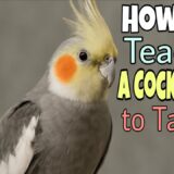 Can Cockatiels Talk? How to Teach a Cockatiel to Talk? #cockatiel