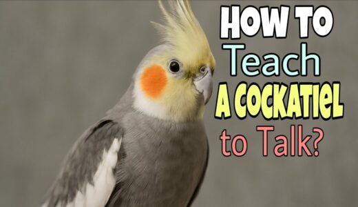 Can Cockatiels Talk? How to Teach a Cockatiel to Talk? #cockatiel