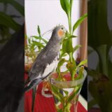 Cute Cockatiel Moments #shortsfeed #cockatiel #parakeet