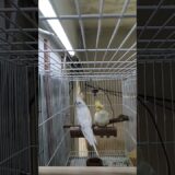 Filhotes #calopsita #birds #petsfofinhos #calopsitasbrasil #cockatiel #aves #cantodecalopsita #pets