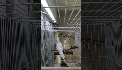 Filhotes #calopsita #birds #petsfofinhos #calopsitasbrasil #cockatiel #aves #cantodecalopsita #pets