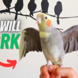 How to TAME Your Cockatiel And BOND With it