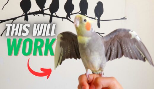 How to TAME Your Cockatiel And BOND With it