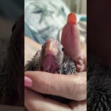 New Baby #Cockatiel Day 2