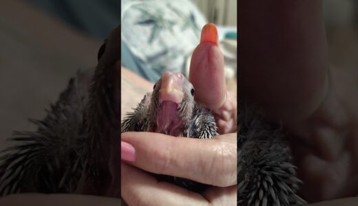 New Baby #Cockatiel Day 2
