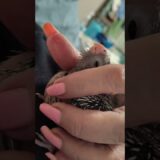 New baby!  Day 3 #birds #babybird #cockatiel #animals
