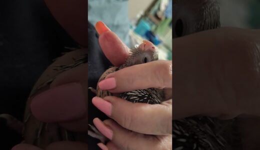 New baby!  Day 3 #birds #babybird #cockatiel #animals