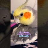 Cute Cockatiel Talking With Mom❤️ #cockatiel #cockatiels #birds #calopsita #cutebirds #parrot #bird