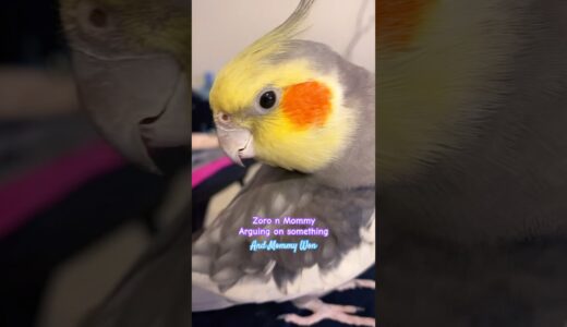Cute Cockatiel Talking With Mom❤️ #cockatiel #cockatiels #birds #calopsita #cutebirds #parrot #bird