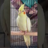 #cockatiel #birds #cockatielbird #cockatielsound #cockatielsinging  #parrot #pets #ytshorts #shorts