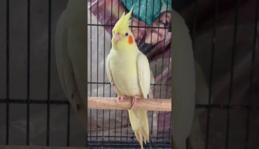 #cockatiel #birds #cockatielbird #cockatielsound #cockatielsinging  #parrot #pets #ytshorts #shorts
