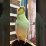 Jerry the cockatiel is totally rocking out to the Cookie Song! 🥰🎶🦜 #cockatielscraze #birdsinging