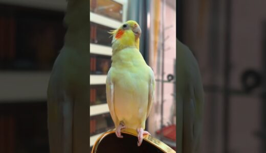 Jerry the cockatiel is totally rocking out to the Cookie Song! 🥰🎶🦜 #cockatielscraze #birdsinging