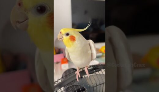 Cute Morning Singer 🥰🎶🦜🎉 #cockatielscraze #cockatiel #birdsinging