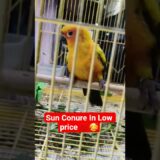 Sun Conure In Cheap Price 💛.#birds #viral  #odisha #shorts #youtubeshorts #cockatiel