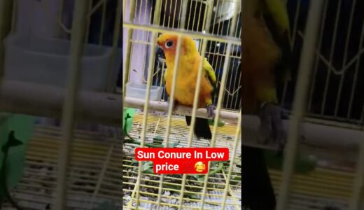 Sun Conure In Cheap Price 💛.#birds #viral  #odisha #shorts #youtubeshorts #cockatiel