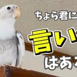 うちの暴君オカメインコそら君が怒る理由とは！？