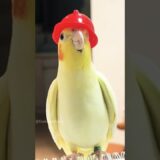 Adorable Cockatiel Tweety Singing in Cute Firefighter Helmet | Funny Bird Moments 🦜#cockatielscraze