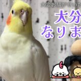 トカゲさんで、大分良くなりました！ 【オカメインコ】放鳥