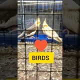 Comment the name of the bird ✍️🐦 #birds #shorts #ytshorts