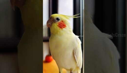 Adorable Cockatiel Jerry’s Super cute Singing and dancing Moments 🥰🎶🦜 #cockatielscraze