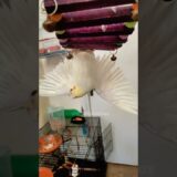 Check out Milo the cockatiel being super cute! 💕🦜 #CockatielCraze #cutepetsposts
