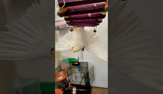 Check out Milo the cockatiel being super cute! 💕🦜 #CockatielCraze #cutepetsposts