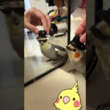 sherlock holmes cockatiel 😆🎶🦜 #cockatiel #birdsinging #parrot #cockatielsinging #funnyanimal #pets
