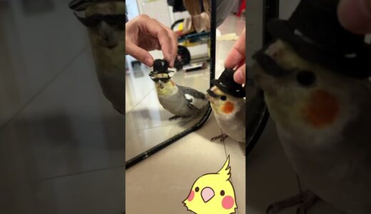 sherlock holmes cockatiel 😆🎶🦜 #cockatiel #birdsinging #parrot #cockatielsinging #funnyanimal #pets