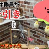 【オカメインコ】モモヒキ隊員が「ドン引き！？」コレ、買っちゃた（笑） #オカメインコ #cockatiel #バードアスレチック #ハチヲ #癒し #モモヒキ隊 #鳥 #インコ #のんたま