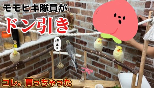 【オカメインコ】モモヒキ隊員が「ドン引き！？」コレ、買っちゃた（笑） #オカメインコ #cockatiel #バードアスレチック #ハチヲ #癒し #モモヒキ隊 #鳥 #インコ #のんたま