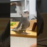 Adorable Cockatiel Skyler’s Cute Peekaboo Playtime 💖🦜🥰#cutepets #cockatielscraze #birds