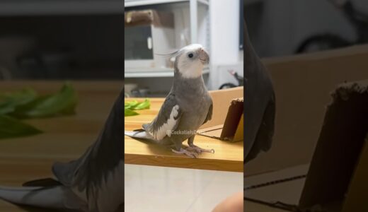 Adorable Cockatiel Skyler’s Cute Peekaboo Playtime 💖🦜🥰#cutepets #cockatielscraze #birds