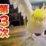 何やら気が立っているオカメインコ【たまちゃんねる】