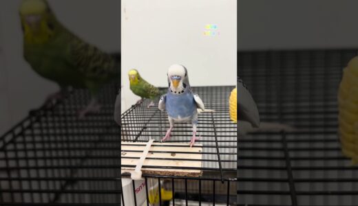 Budgie calling sound #rbnbirds
