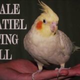 Female Cockatiel Mating Call to attract Male Cockatiels